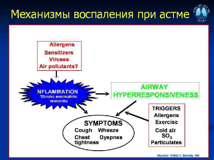 Механизмы воспаления при астме 6 Source: Peter J. Barnes, MD 