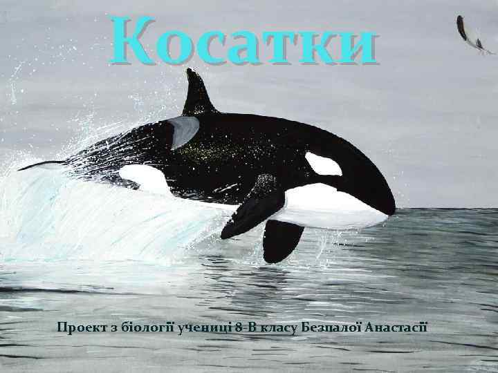 Косатки Проект з біології учениці 8 -В класу Безпалої Анастасії 
