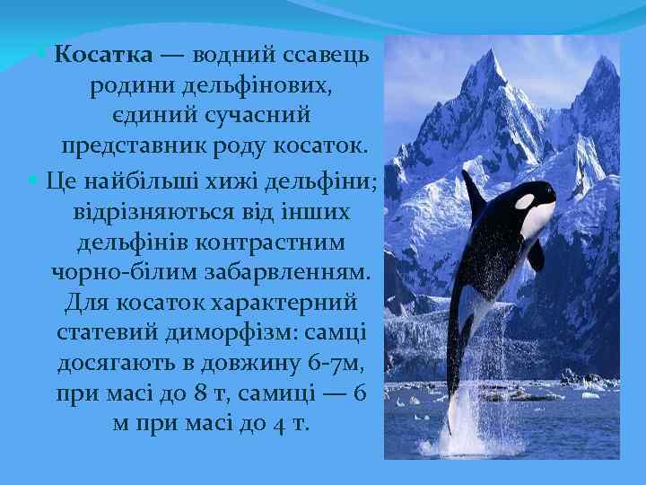  Косатка — водний ссавець родини дельфінових, єдиний сучасний представник роду косаток. Це найбільші