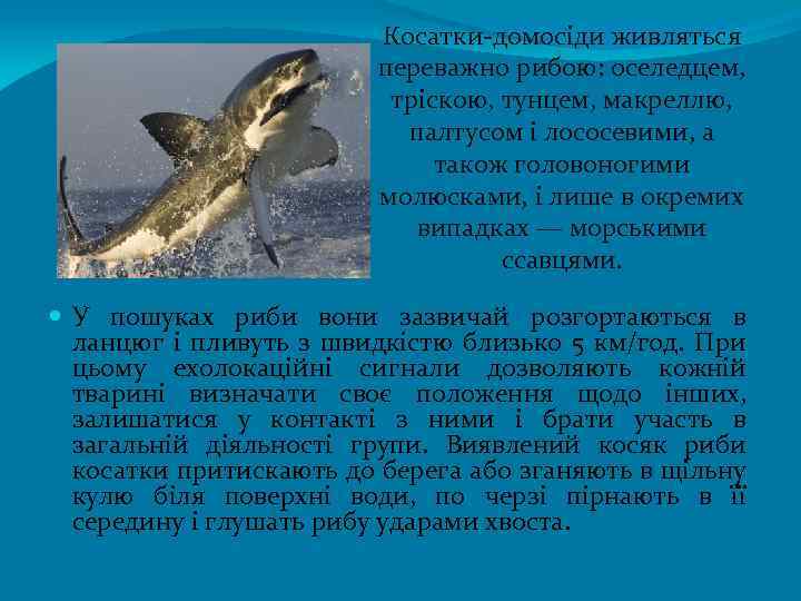 Косатки-домосіди живляться переважно рибою: оселедцем, тріскою, тунцем, макреллю, палтусом і лососевими, а також головоногими