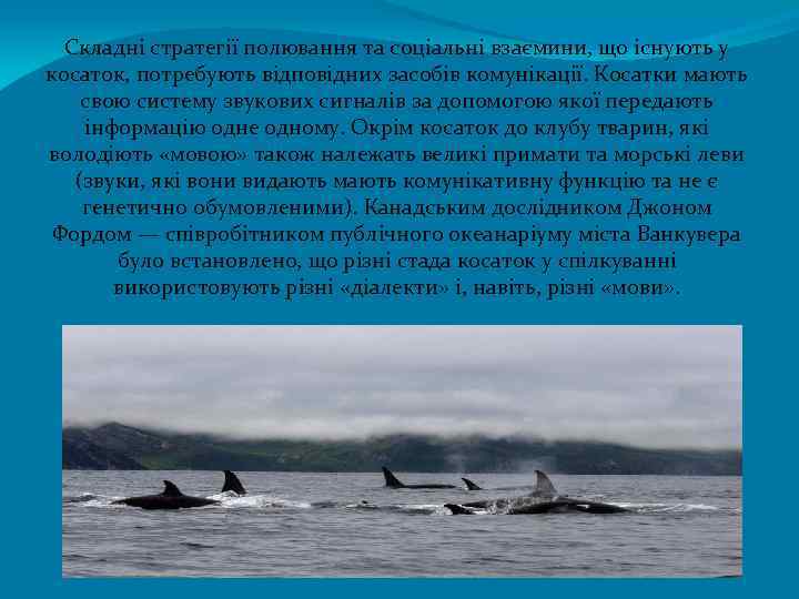 Складні стратегії полювання та соціальні взаємини, що існують у косаток, потребують відповідних засобів комунікації.