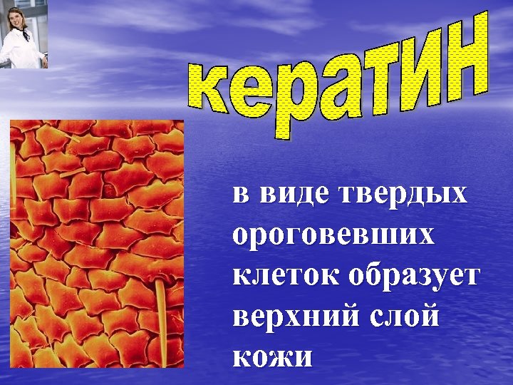 в виде твердых ороговевших клеток образует верхний слой кожи 