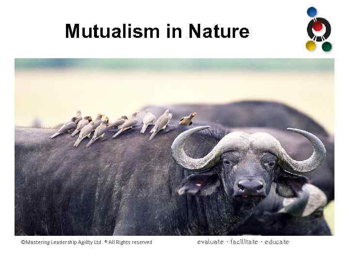 Mutualism in Nature ©Mastering Leadership Agility Ltd. ® All Rights reserved evaluate · facilitate