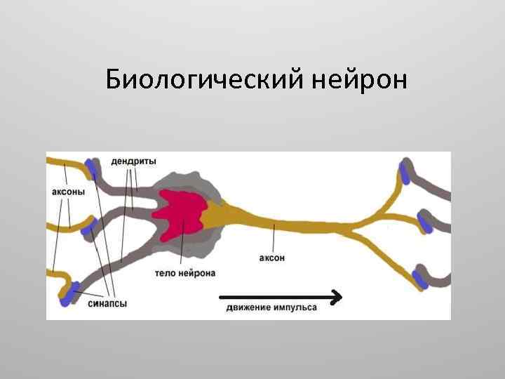 Биологический нейрон 