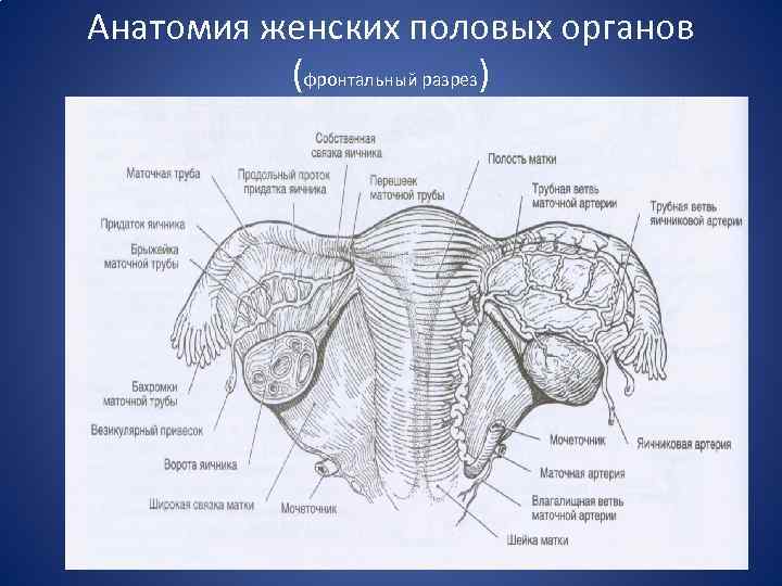 Анатомия женских половых органов (фронтальный разрез) 