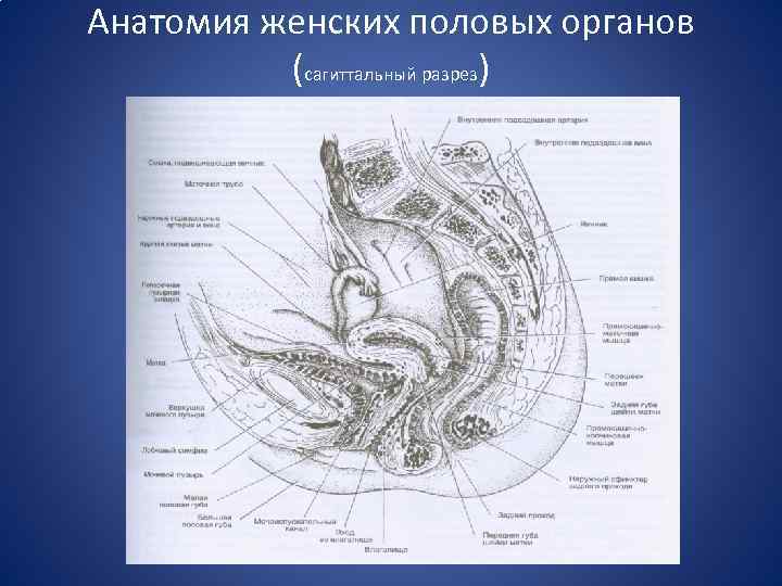 Строение женских органов наружных гинекология схема