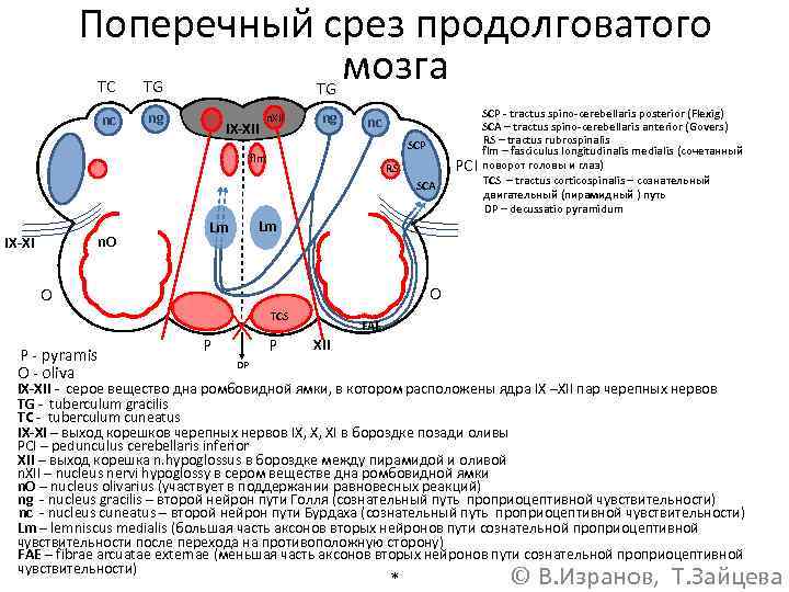 Поперечный срез продолговатого мозга TC TG nс ng TG IX-XII ng nс SCP flm