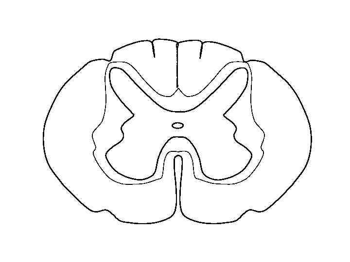 Срез спинного мозга рисунок