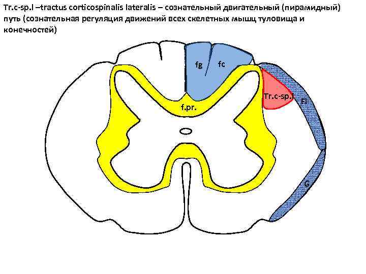 Tr. c-sp. l –tractus corticospinalis lateralis – сознательный двигательный (пирамидный) путь (сознательная регуляция движений