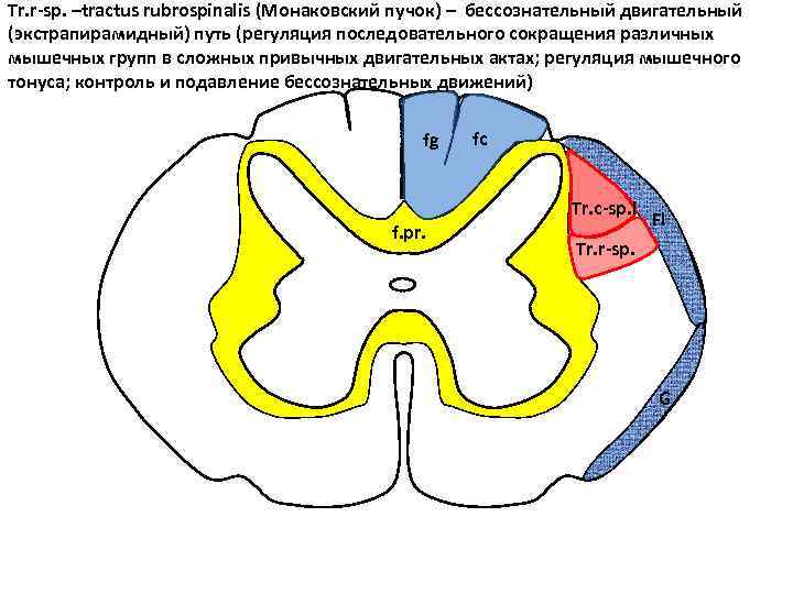 Tr. r-sp. –tractus rubrospinalis (Монаковский пучок) – бессознательный двигательный (экстрапирамидный) путь (регуляция последовательного сокращения