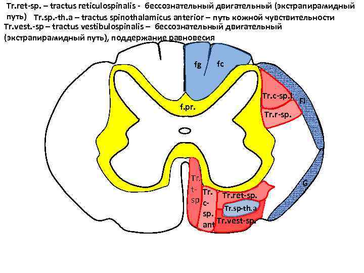 Tr. ret-sp. – tractus reticulospinalis - бессознательный двигательный (экстрапирамидный путь) Tr. sp. -th. a