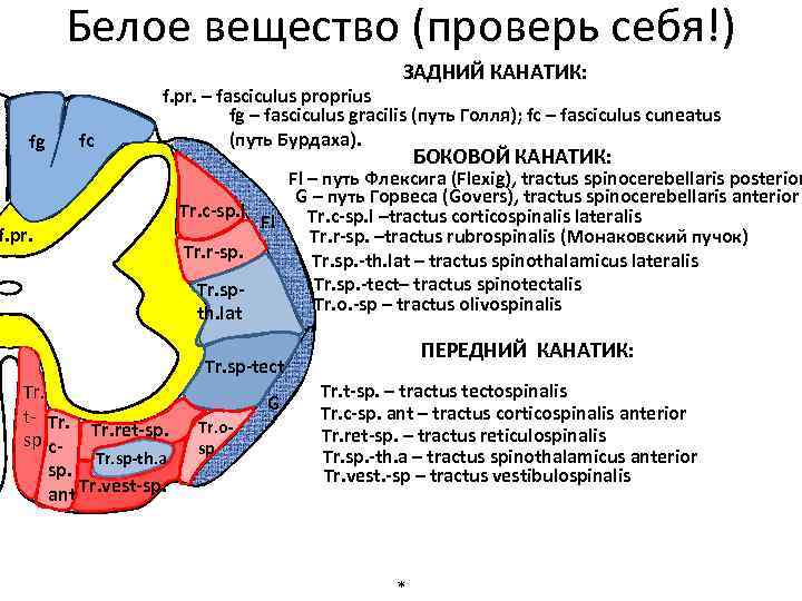 Белое вещество (проверь себя!) ЗАДНИЙ КАНАТИК: fc fg f. pr. – fasciculus proprius fg