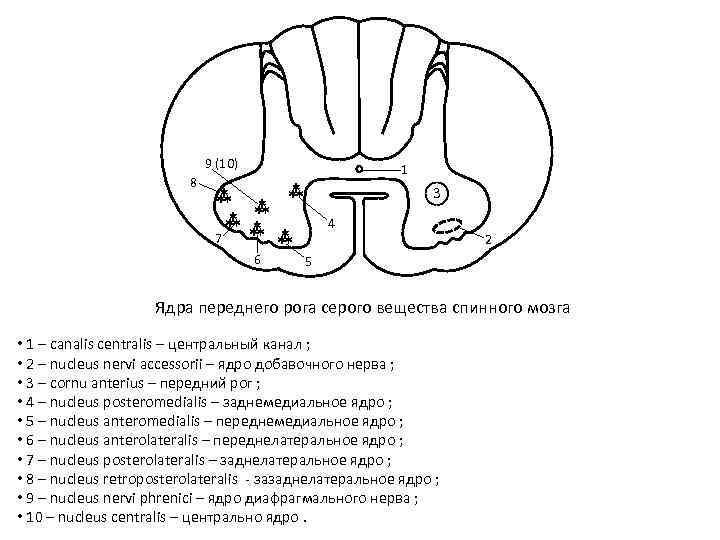 Ядра белого вещества спинного мозга. Функция ядер передних Рогов серого вещества спинного мозга. Ядра задних Рогов спинного мозга. Ядра серого вещества спинного мозга схема. Наружный рельеф спинного мозга.