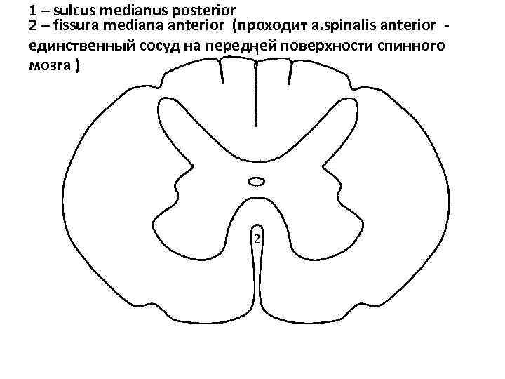 1 – sulcus medianus posterior 2 – fissura mediana anterior (проходит a. spinalis anterior