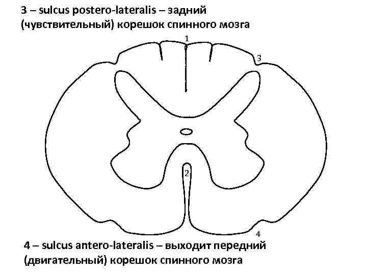 Разрез спинного мозга рисунок