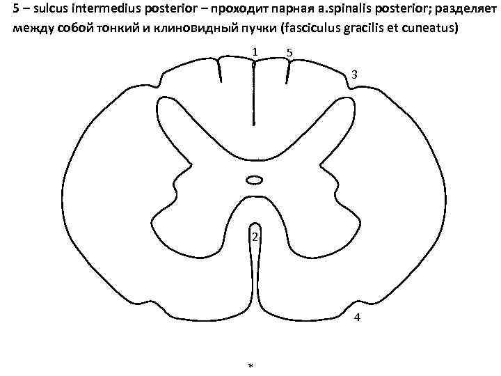 5 – sulcus intermedius posterior – проходит парная a. spinalis posterior; разделяет между собой