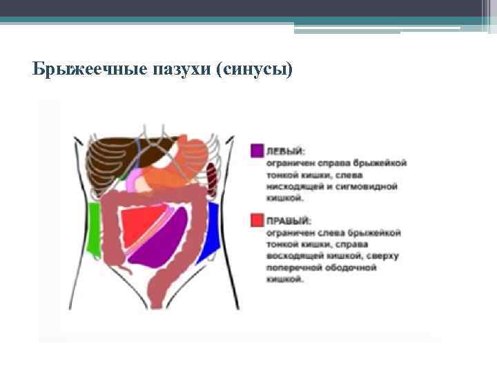 Брыжеечные пазухи (синусы) 