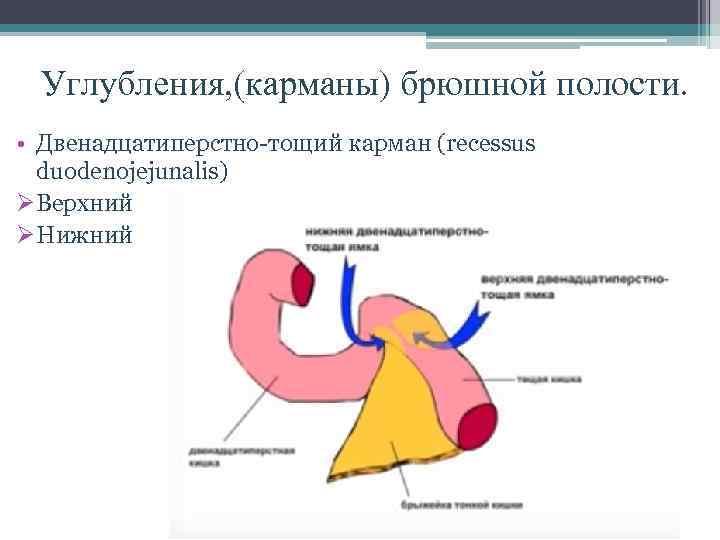 Углубления, (карманы) брюшной полости. • Двенадцатиперстно-тощий карман (recessus duodenojejunalis) ØВерхний ØНижний 