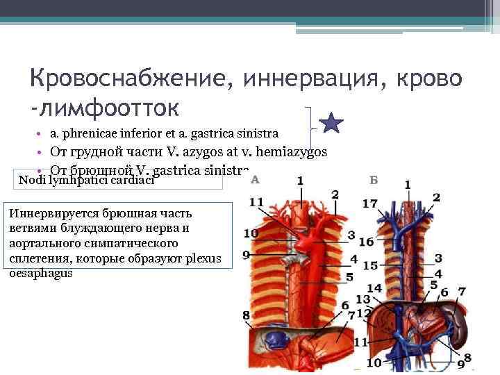 Кровоснабжение, иннервация, крово -лимфоотток • a. phrenicae inferior et a. gastrica sinistra • От