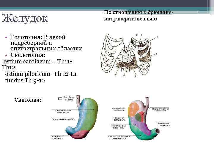 Желудок • Голотопия: В левой подреберной и эпигастральных областях • Скелетопия: ostium cardiacum –