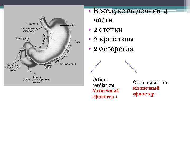  • В желуке выделяют 4 части • 2 стенки • 2 кривизны •