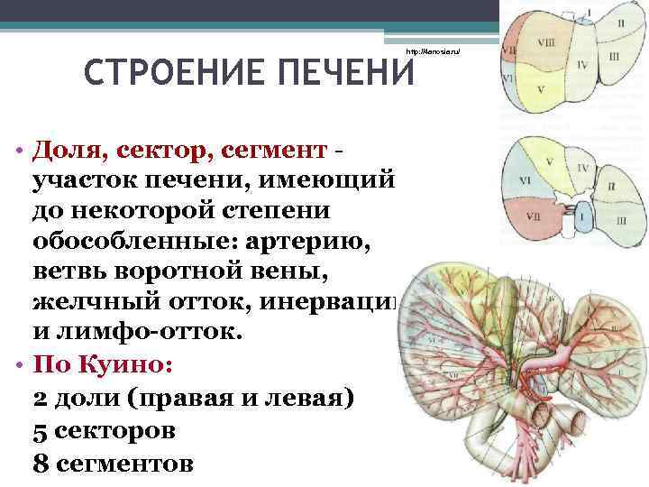 Доли печени анатомия схема