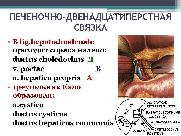 ПЕЧЕНОЧНО-ДВЕНАДЦАТИПЕРСТНАЯ СВЯЗКА http: //4 anosia. ru/ • В lig. hepatoduodenale проходят справа налево: ductus