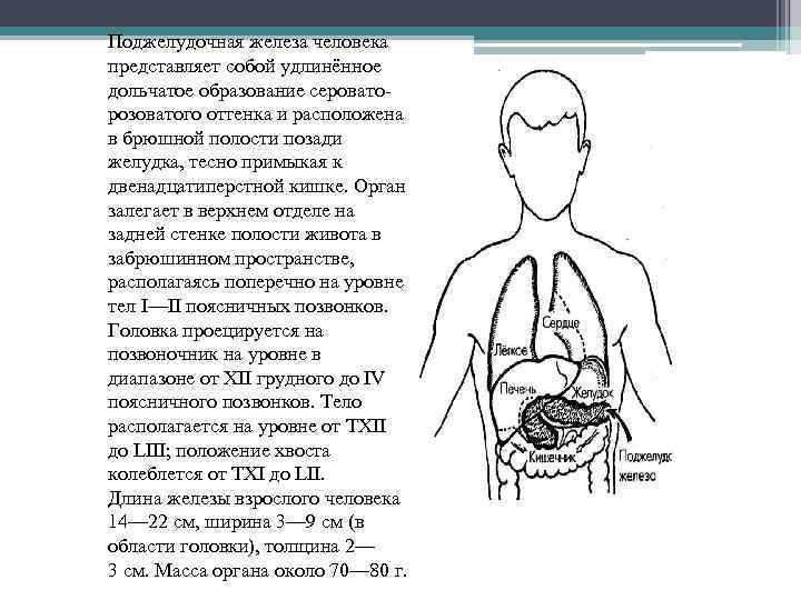 Поджелудочная железа человека представляет собой удлинённое дольчатое образование сероваторозоватого оттенка и расположена в брюшной