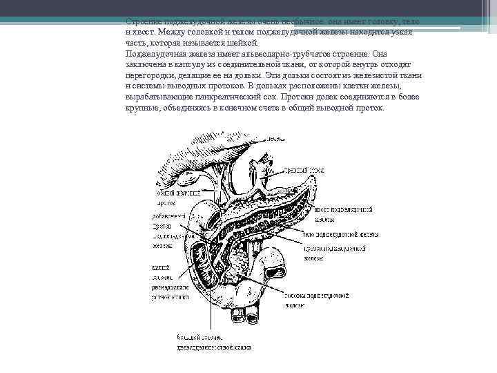 Строение поджелудочной железы очень необычное: она имеет головку, тело и хвост. Между головкой и