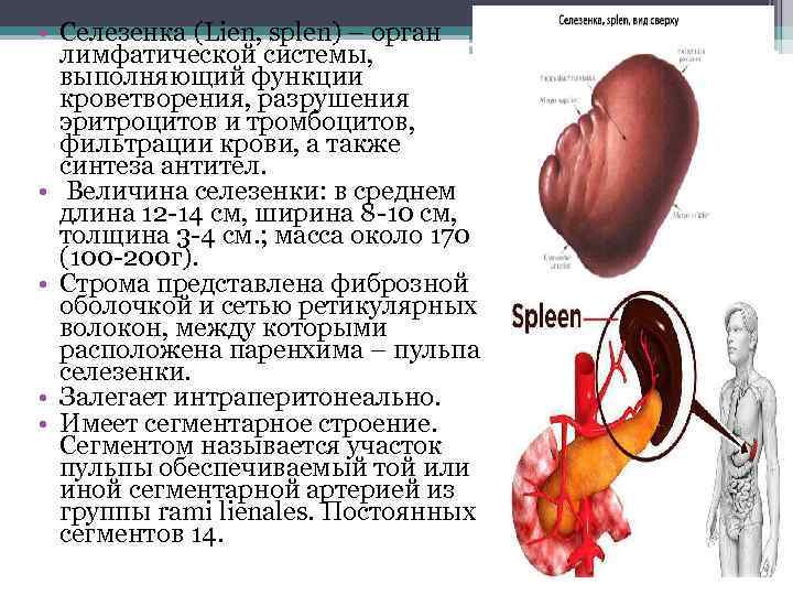  • Селезенка (Lien, splen) – орган лимфатической системы, выполняющий функции кроветворения, разрушения эритроцитов