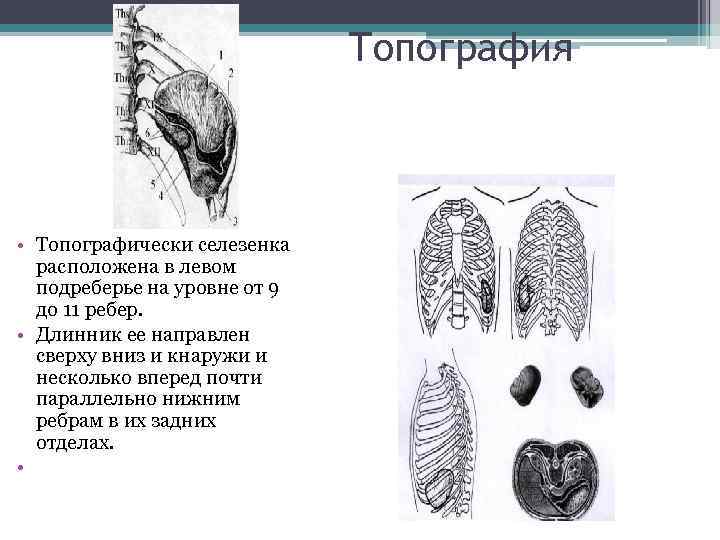 Селезенка топография. Синтопия селезенки топография. Селезенка анатомия голотопия. Топография селезенки голотопия. Селезенка топография строение.