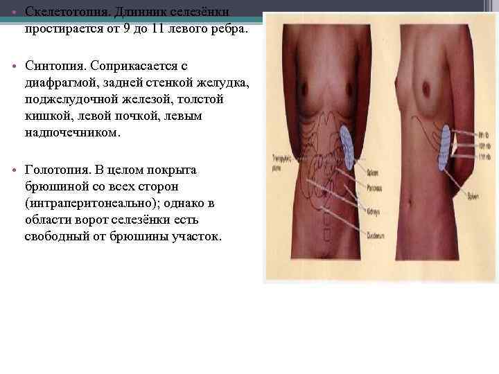  • Скелетотопия. Длинник селезёнки простирается от 9 до 11 левого ребра. • Синтопия.