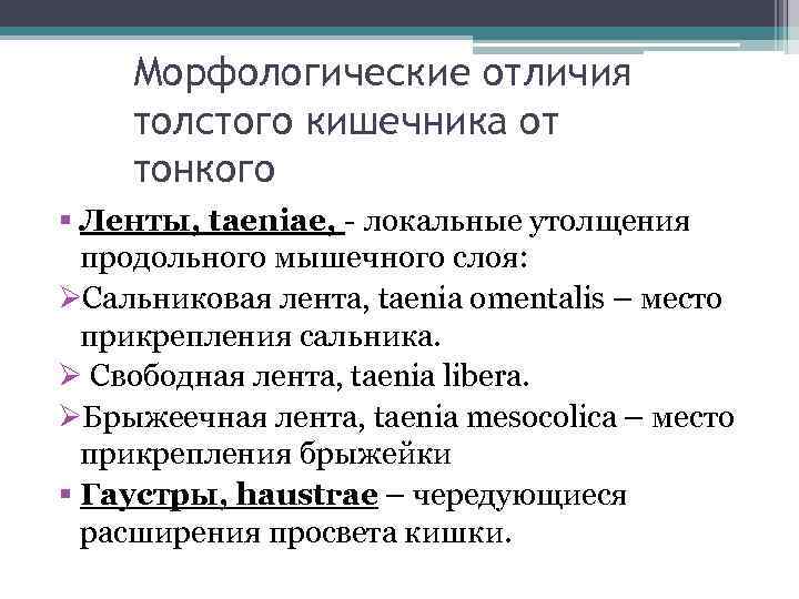 Морфологические отличия толстого кишечника от тонкого § Ленты, taeniae, - локальные утолщения продольного мышечного