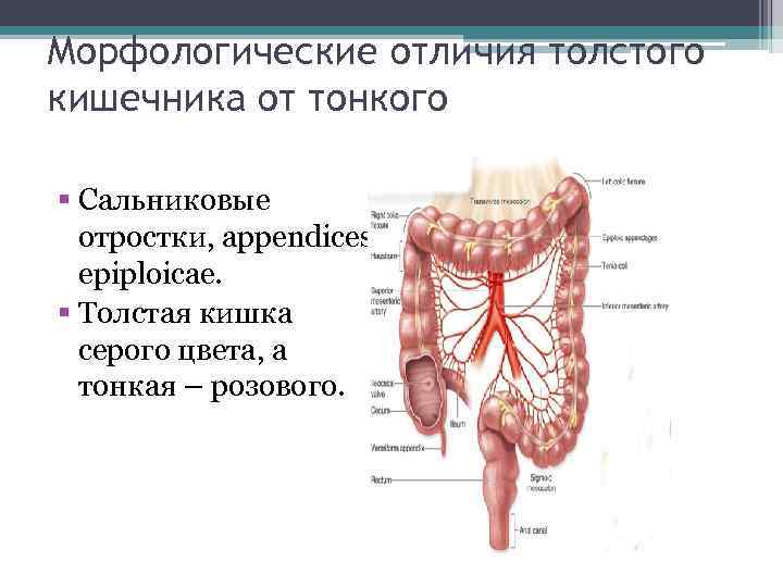 Морфологические отличия толстого кишечника от тонкого § Сальниковые отростки, appendices epiploicae. § Толстая кишка