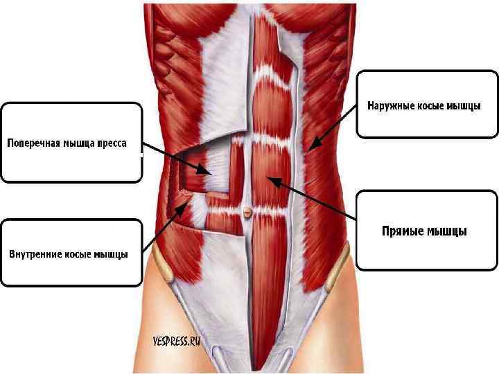 Мышцы брюшной полости. Мышцы живота анатомия. Пирамидальная мышца живота. Прямая и поперечная мышцы живота. Мышцы живота пирамидальная мышца.
