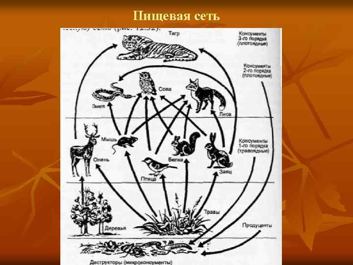 Схема пищевой сети лесного биоценоза ответы