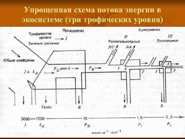 Данная схема потока энергии в экосистеме иллюстрирует закон