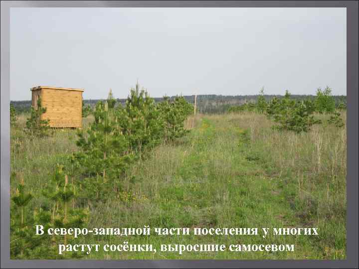 В северо-западной части поселения у многих растут сосёнки, выросшие самосевом 