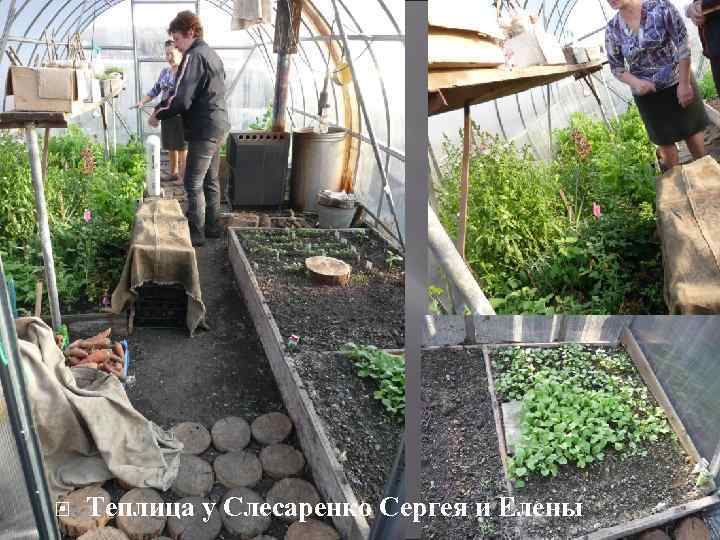  Теплица у Слесаренко Сергея и Елены 