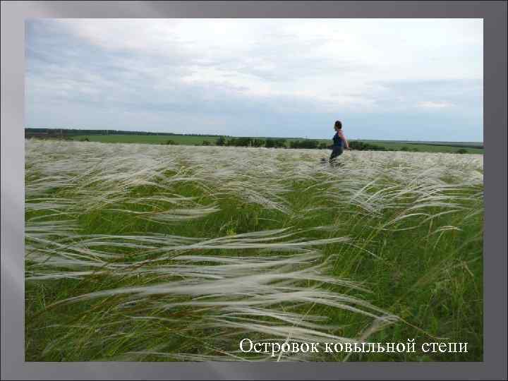 Островок ковыльной степи 