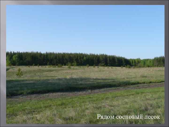 Рядом сосновый лесок 