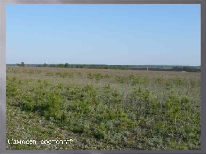 Самосев сосновый 