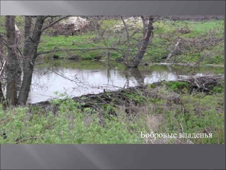 Бобровые владенья 