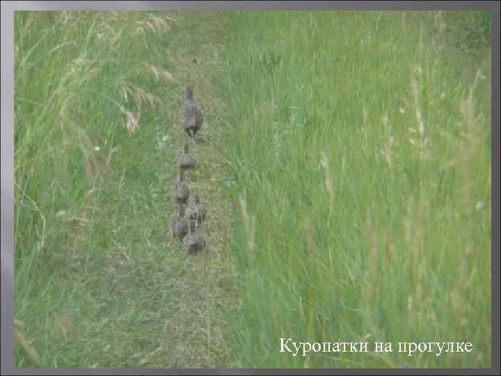 Куропатки на прогулке 