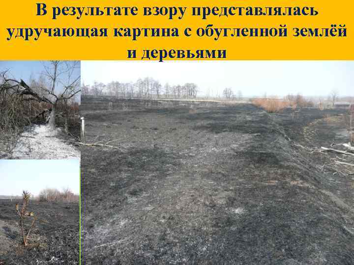 В результате взору представлялась удручающая картина с обугленной землёй и деревьями 