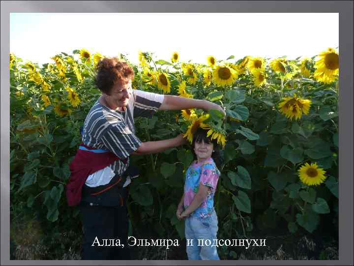 Алла, Эльмира и подсолнухи 