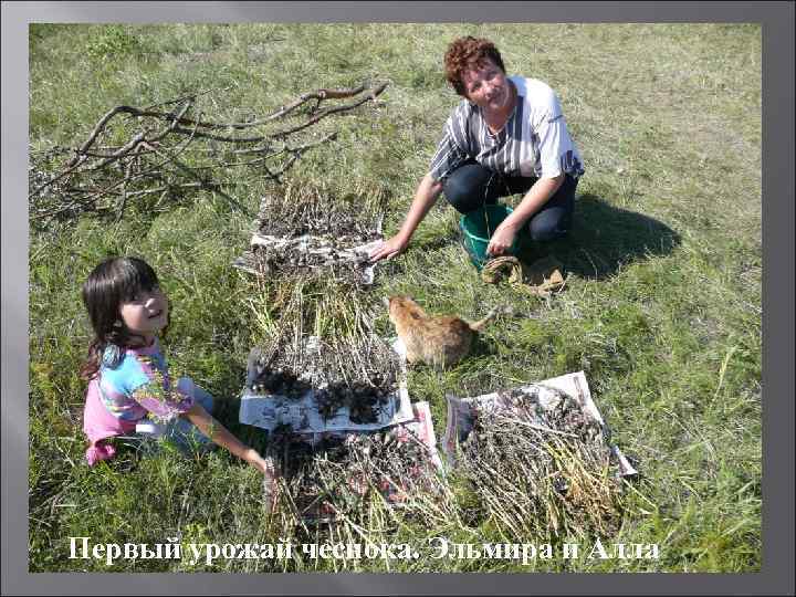 Первый урожай чеснока. Эльмира и Алла 