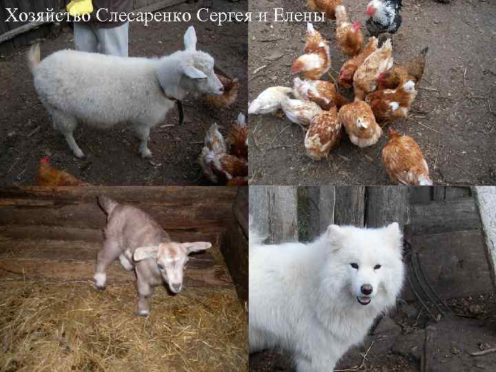Хозяйство Слесаренко Сергея и Елены 