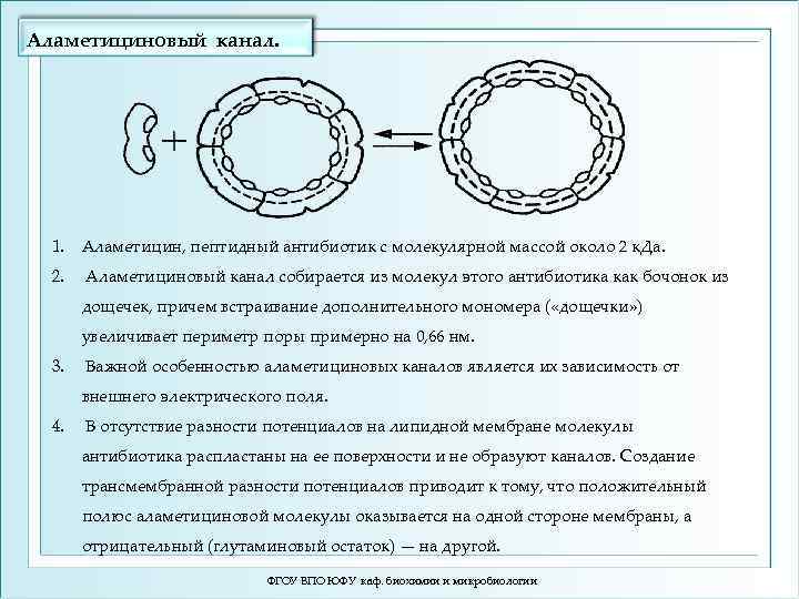 Аламетициновый канал. 1. Аламетицин, пептидный антибиотик с молекулярной массой около 2 к. Да. 2.