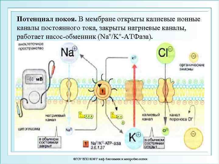 Мембранный потенциал покоя схема